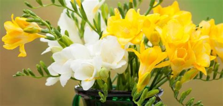 What does freesia look like?