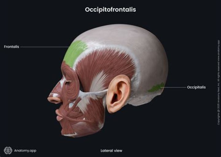 What does occipito parietal do?