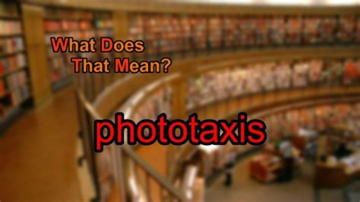 What does phototaxis mean?