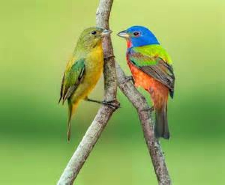 What does preening mean in slang?