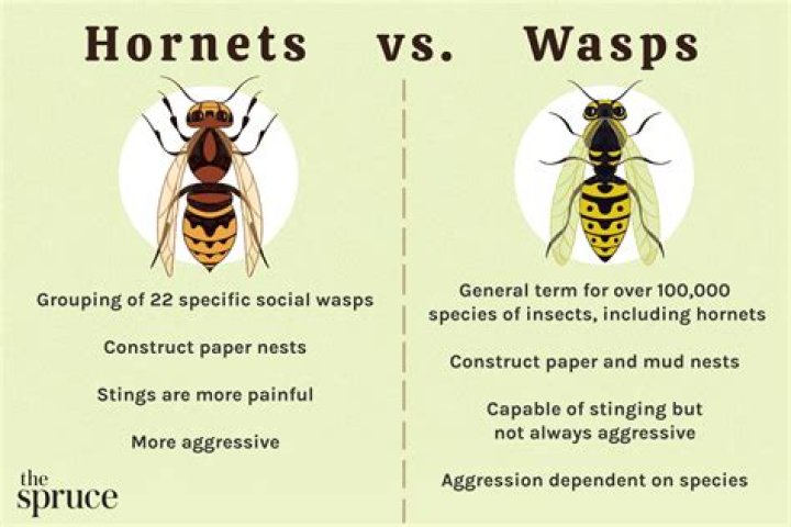 What does seeing a hornet mean?