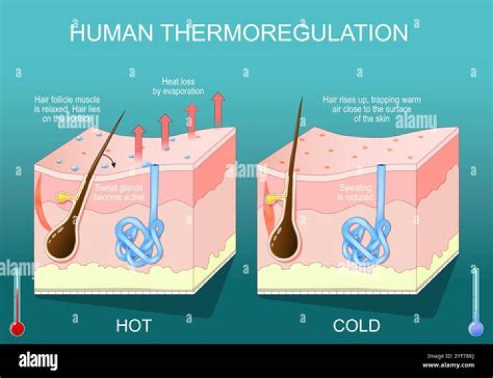 What does thermoreceptor mean?