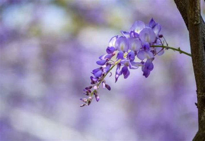 What does wisteria mean?