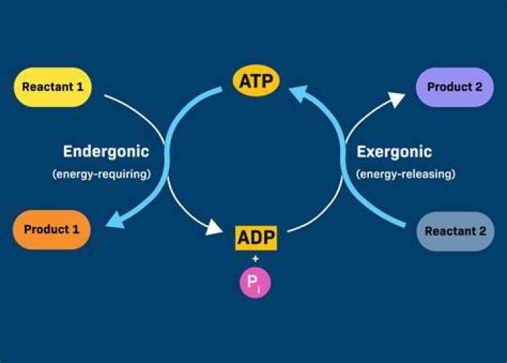 What endergonic reaction mean?