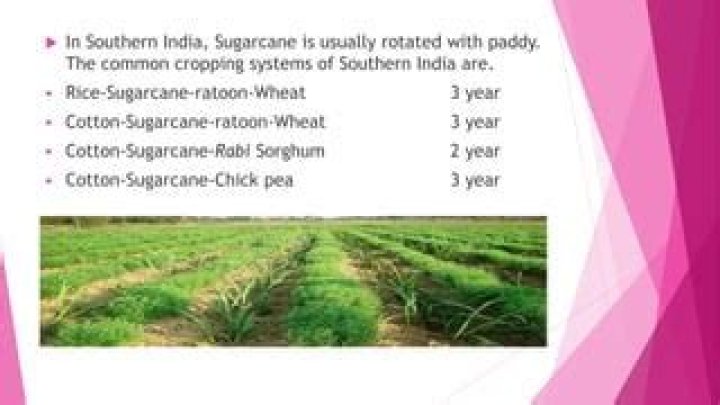 What geographical conditions are required for the cultivation of sugarcane?
