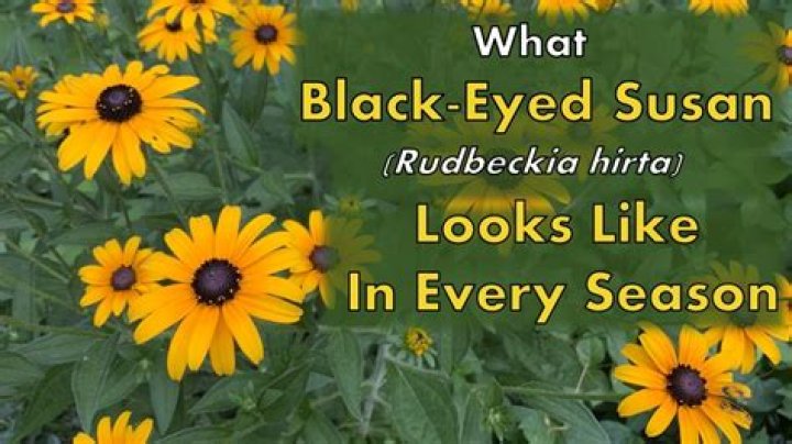 What insects like black eyed susans?