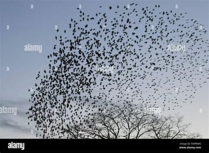 What is a flock of starlings called?