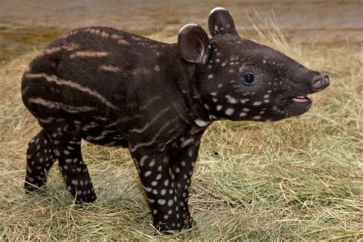 What is a group of tapirs called?