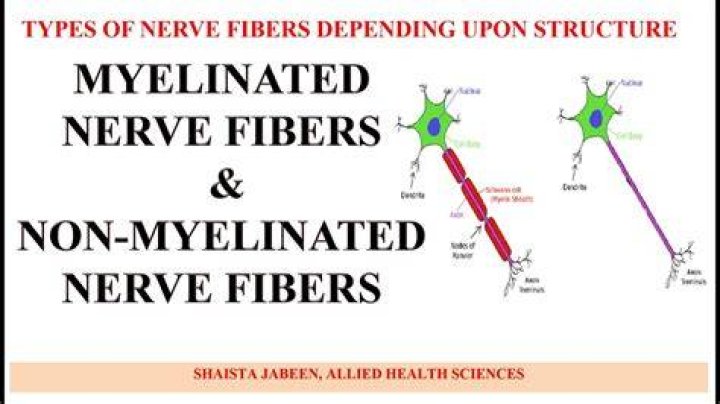What is a non medullated fiber?