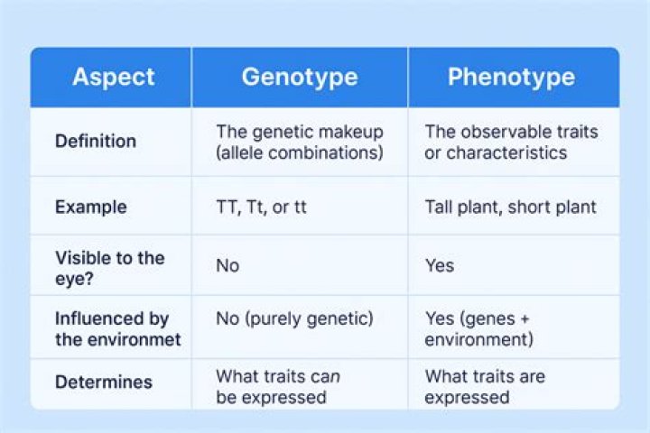 What is a phenotype simple definition?