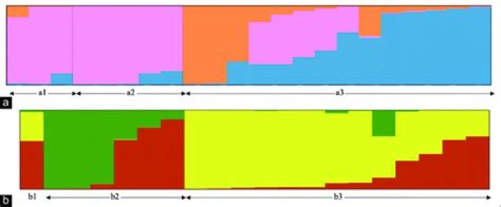 What is admixture mapping?