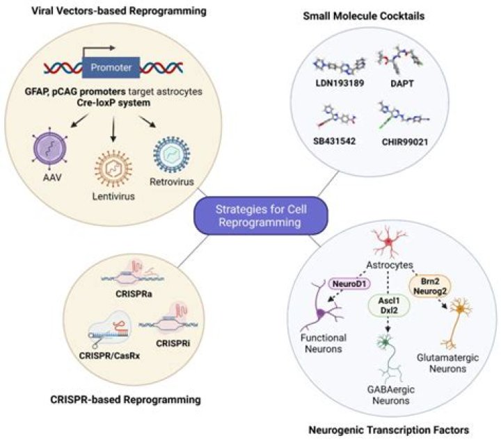 What is cell reprogramming?
