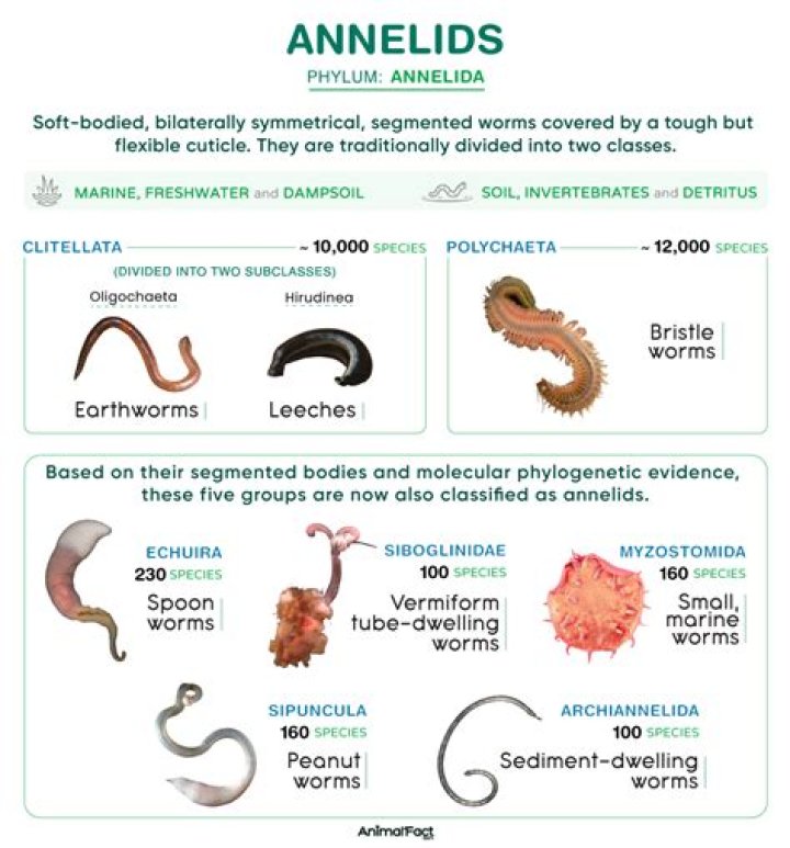 What is chaetae in annelids?