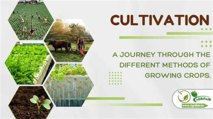 What is cultivation chinese?