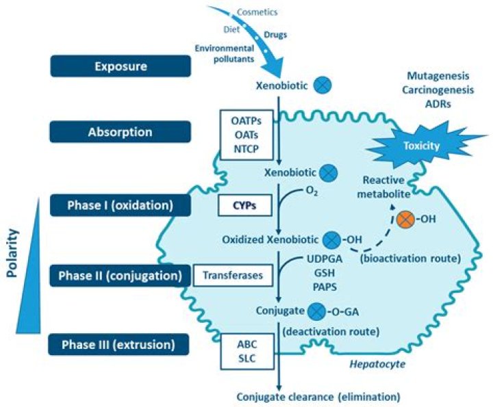 What is cyp inhibition?