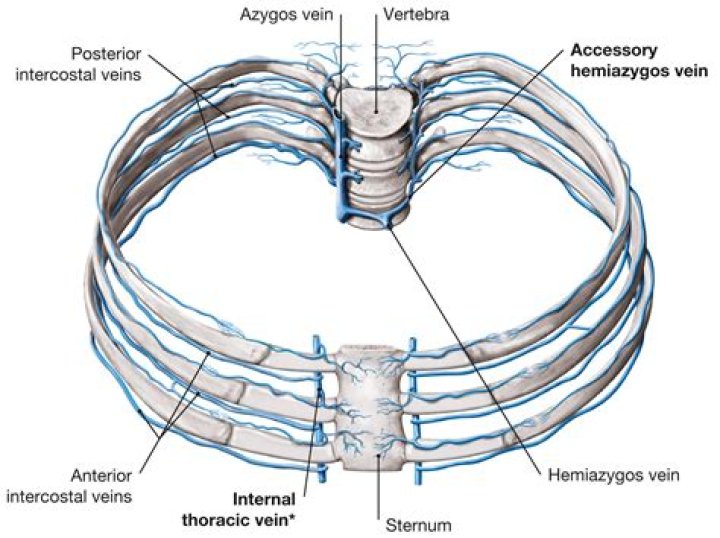 What is intersegmental arteries?