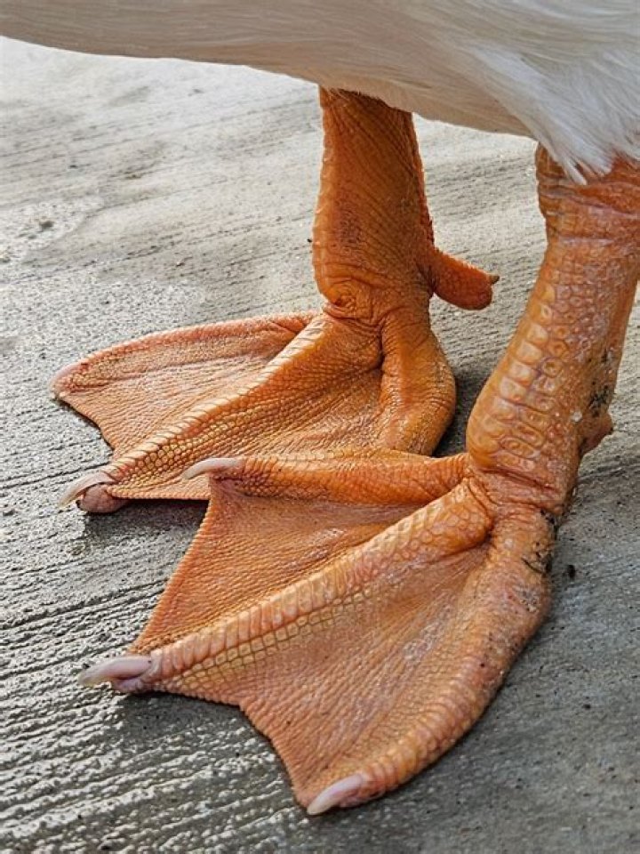 What is purpose of duckfoot?