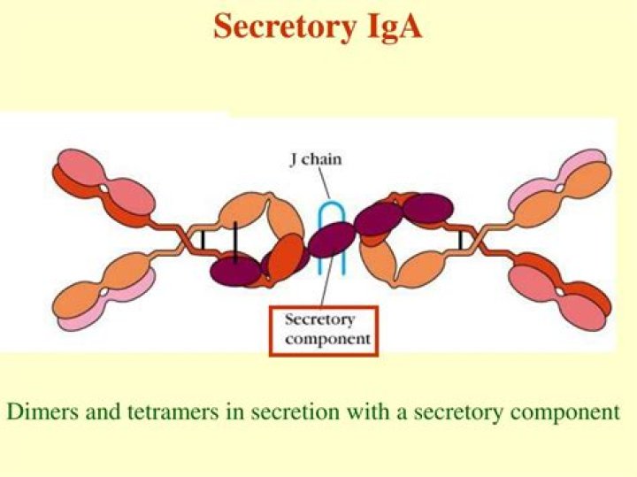 What is secretory iga?