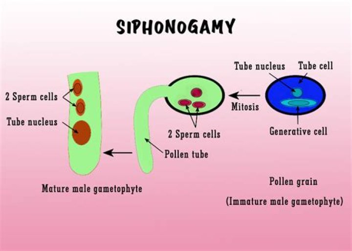What is siphonogamy example?