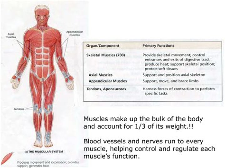 What is the function of iridial muscle?