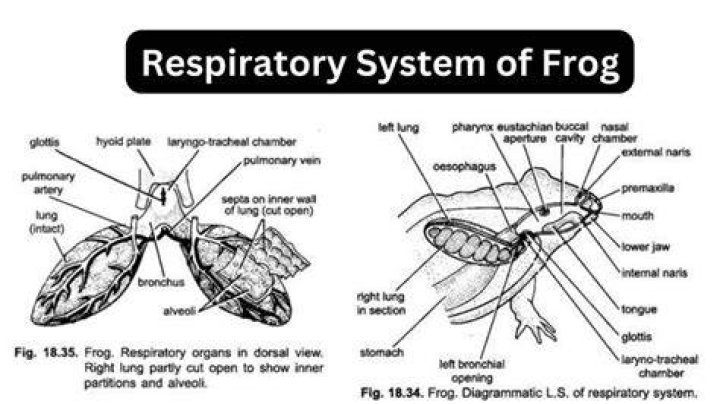 What is the function of the glottis in a frog?