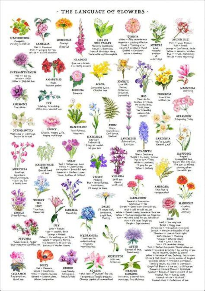 What is the meaning of narcissi?