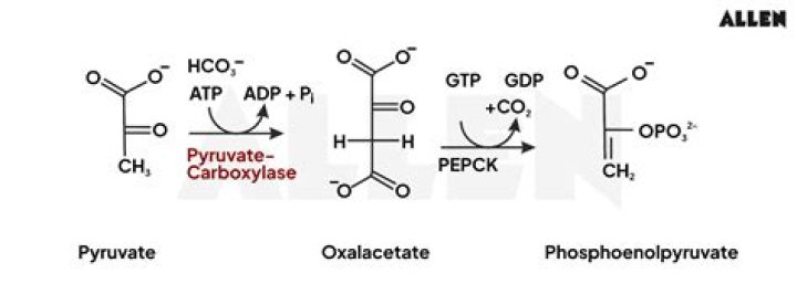 What is the structure of phosphoenolpyruvate?