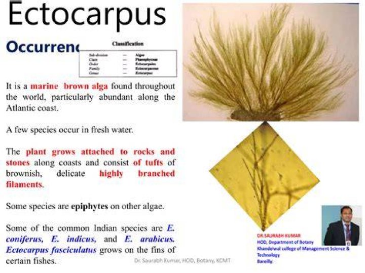 What is the uses of ectocarpus?