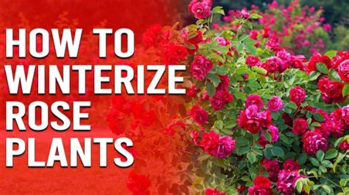 What is wintering in horticulture?