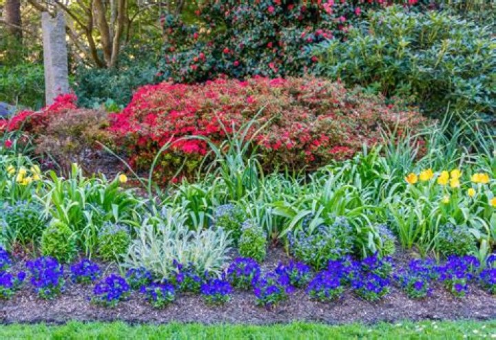 What perennials can i plant now?