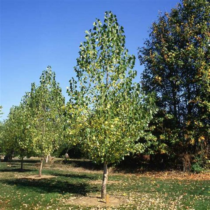 What poplar trees mean?