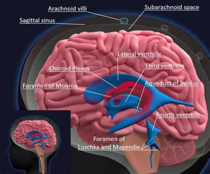 What space is filled with cerebrospinal fluid?