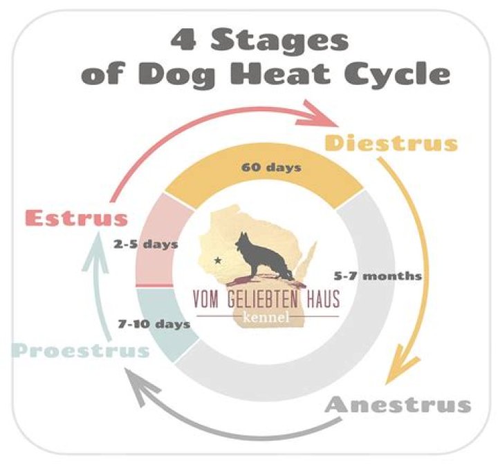 What stage of heat do dogs bleed?