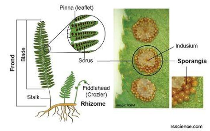 What structure contains clusters of sporangia?