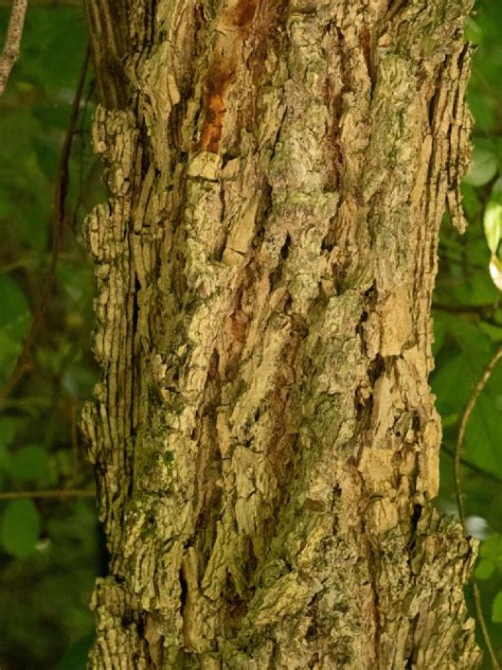 What tree has rough bark?