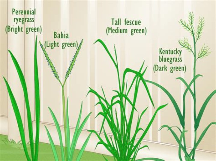 What type of grass is grown in florida?