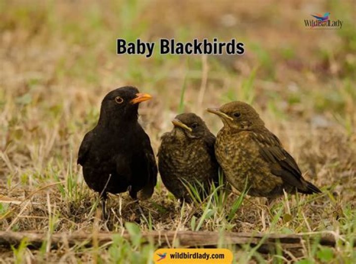 Whats a baby blackbird called?