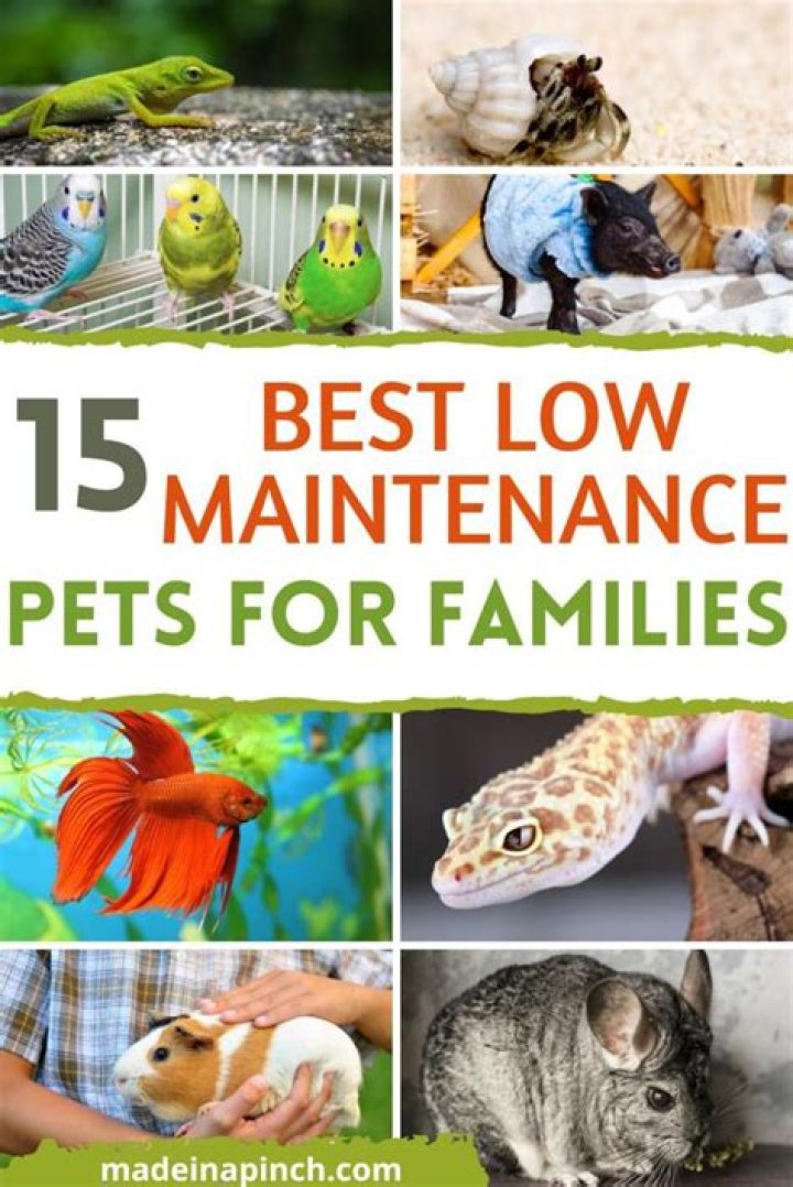Whats a good low maintenance pet?