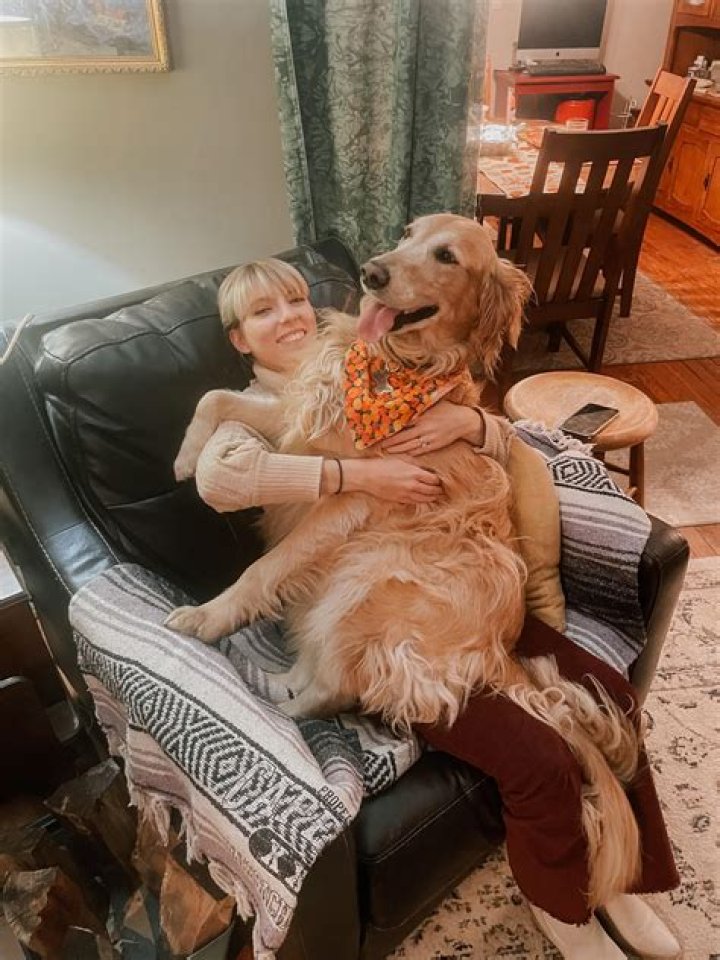 Whats a lap dog?