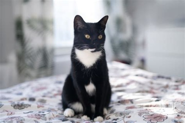 Whats a moggy cat?