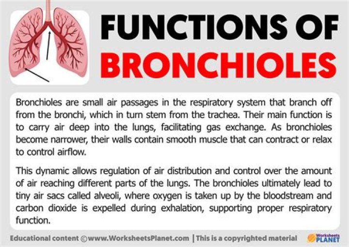 Whats a sentence for bronchioles?