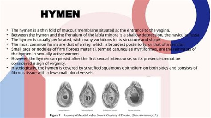 Whats a womens hyman?