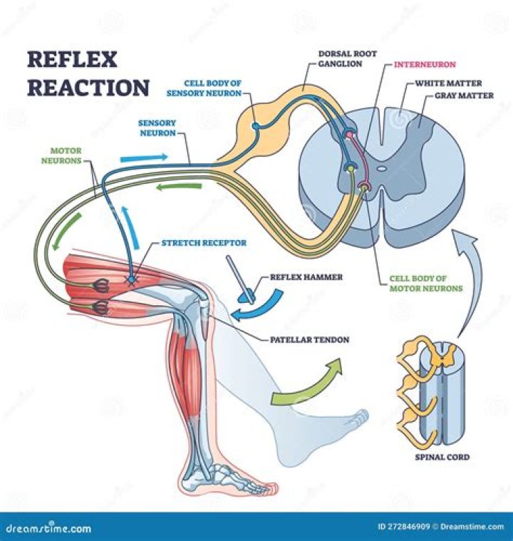 Whats an ipsilateral reflex?