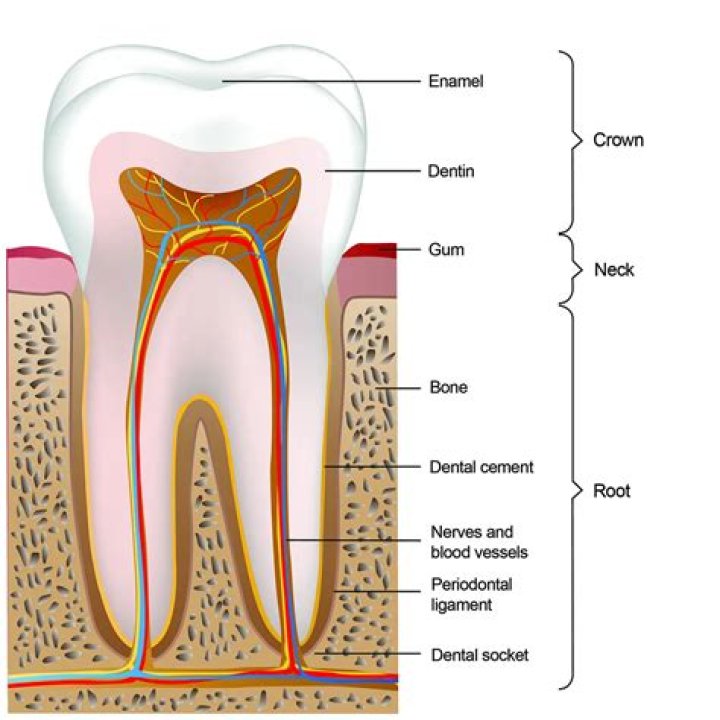 Whats enamel made of?