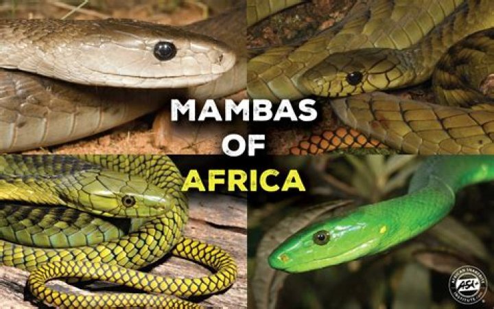 Whats the difference between black and green mambas?