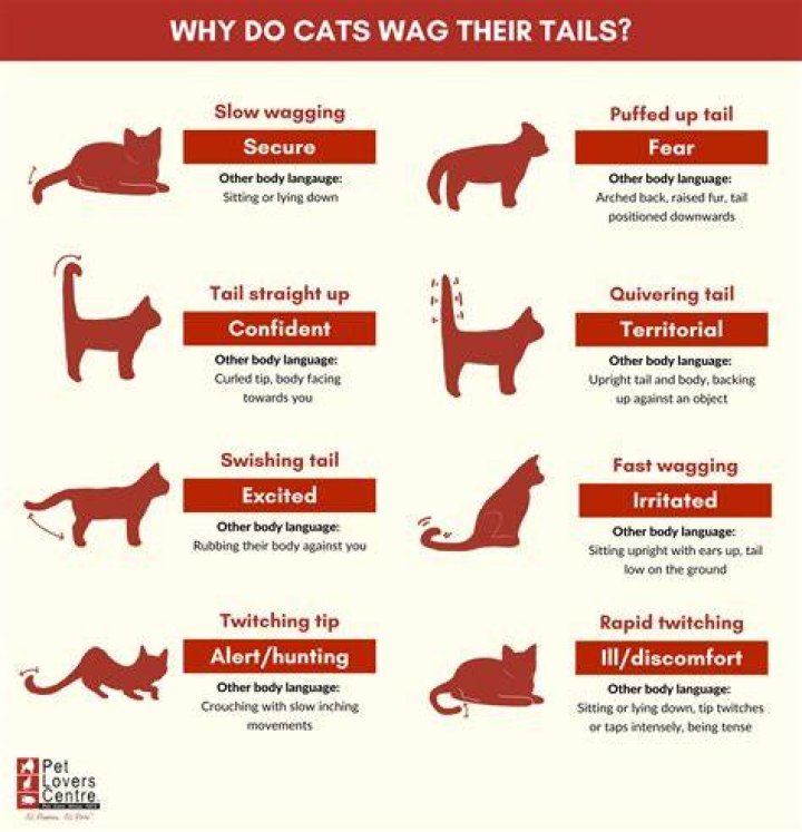 When a cat sits on your lap?