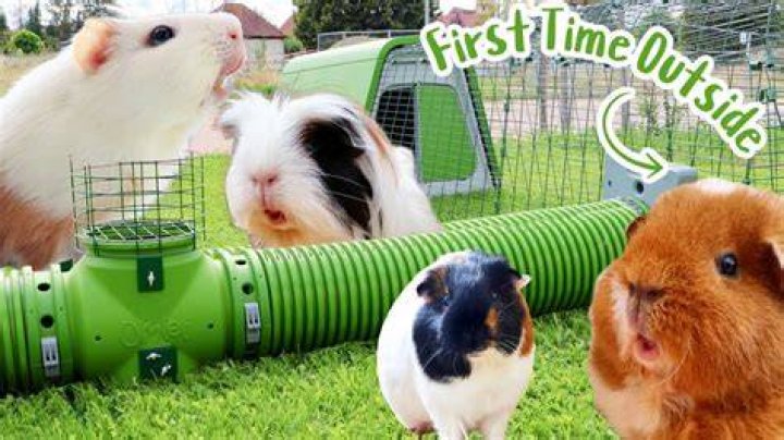 When can guinea pigs live outside?