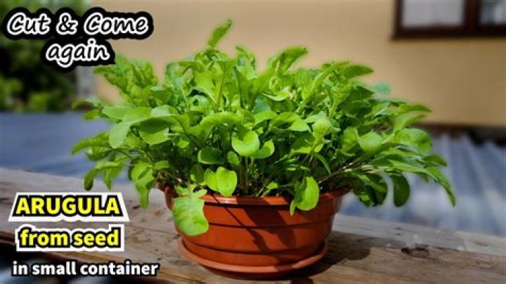 When can you plant arugula?