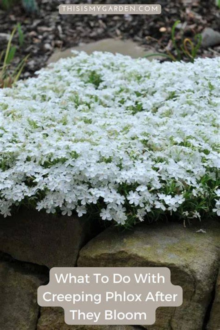 When creeping phlox bloom?