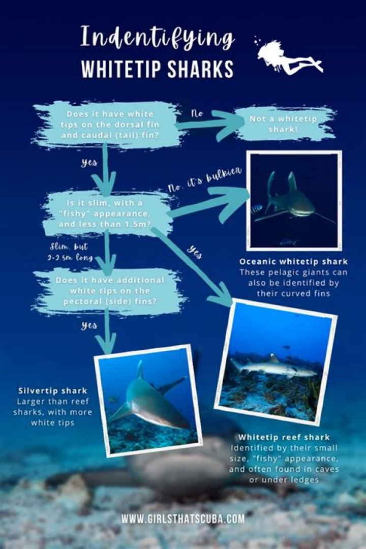 When did the oceanic whitetip become endangered?